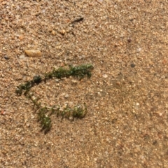 Elodea canadensis (Canadian Pondweed) at Uriarra Recreation Reserve - 23 Feb 2019 by JaneR