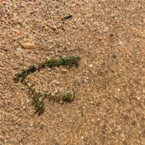 Elodea canadensis at Strathnairn, ACT - 23 Feb 2019 07:50 PM