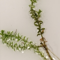 Elodea canadensis at Strathnairn, ACT - 23 Feb 2019 07:50 PM