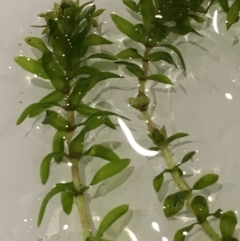 Elodea canadensis at Strathnairn, ACT - 23 Feb 2019