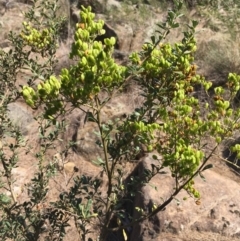 Bursaria spinosa (Native Blackthorn, Sweet Bursaria) at Uriarra Recreation Reserve - 20 Feb 2019 by JaneR