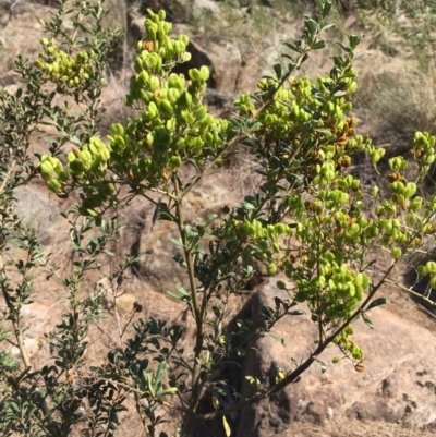 Bursaria spinosa (Native Blackthorn, Sweet Bursaria) at Stromlo, ACT - 20 Feb 2019 by JaneR