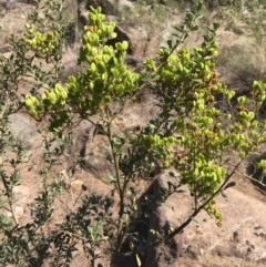 Bursaria spinosa (Native Blackthorn, Sweet Bursaria) at Stromlo, ACT - 20 Feb 2019 by JaneR