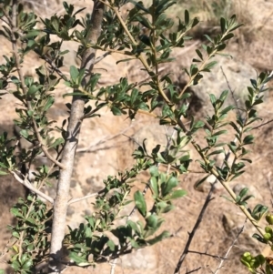 Bursaria spinosa at Stromlo, ACT - 20 Feb 2019 03:58 PM