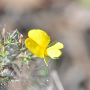 Gompholobium huegelii at Wamboin, NSW - 8 Dec 2018