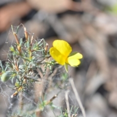 Gompholobium huegelii at Wamboin, NSW - 8 Dec 2018