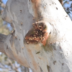 Apis mellifera (European honey bee) at Wamboin, NSW - 8 Dec 2018 by natureguy