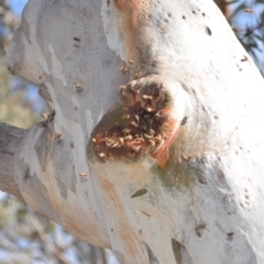 Apis mellifera (European honey bee) at QPRC LGA - 8 Dec 2018 by natureguy