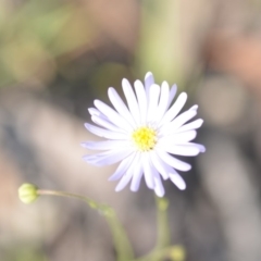 Brachyscome rigidula (Hairy Cut-leaf Daisy) at Wamboin, NSW - 8 Dec 2018 by natureguy