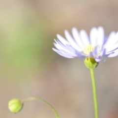 Brachyscome rigidula at Wamboin, NSW - 8 Dec 2018