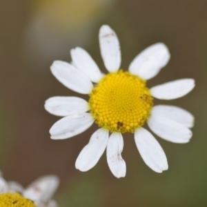 Chamaemelum nobile at Wamboin, NSW - 13 Dec 2018