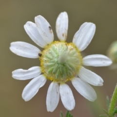 Chamaemelum nobile at Wamboin, NSW - 13 Dec 2018