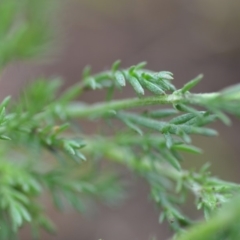 Chamaemelum nobile at Wamboin, NSW - 13 Dec 2018