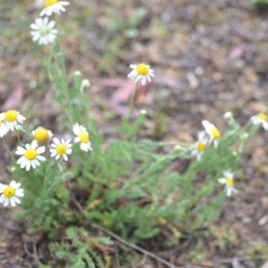 Chamaemelum nobile at Wamboin, NSW - 13 Dec 2018