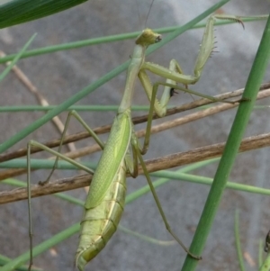 Pseudomantis albofimbriata at Kambah, ACT - 18 Feb 2019