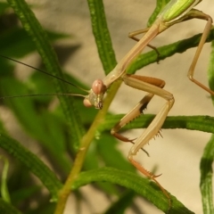 Pseudomantis albofimbriata (False garden mantis) at Kambah, ACT - 9 Feb 2019 by HarveyPerkins