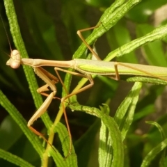 Pseudomantis albofimbriata at Kambah, ACT - 9 Feb 2019 10:11 AM