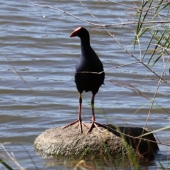 Porphyrio melanotus (Australasian Swamphen) at Lake Tuggeranong - 22 Feb 2019 by HarveyPerkins