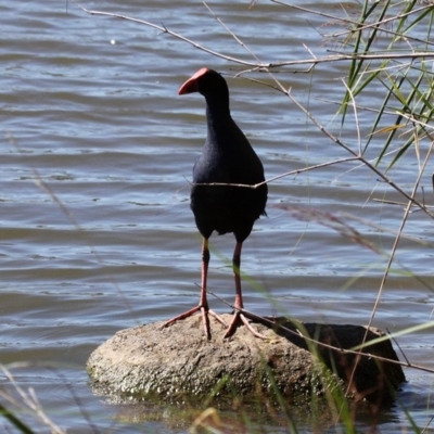 Porphyrio melanotus (Australasian Swamphen) at Lake Tuggeranong - 22 Feb 2019 by HarveyPerkins