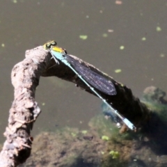 Pseudagrion aureofrons (Gold-fronted Riverdamsel) at Lake Tuggeranong - 22 Feb 2019 by HarveyPerkins