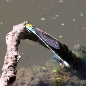 Pseudagrion aureofrons at Greenway, ACT - 23 Feb 2019 10:58 AM