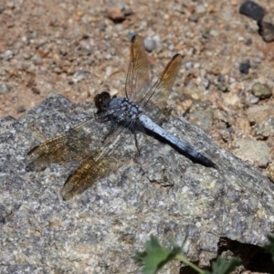 Orthetrum caledonicum at Banks, ACT - 23 Feb 2019