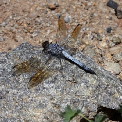 Orthetrum caledonicum (Blue Skimmer) at Banks, ACT - 23 Feb 2019 by HarveyPerkins