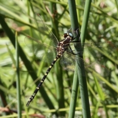 Synthemis eustalacta (Swamp Tigertail) at Rob Roy Range - 23 Feb 2019 by HarveyPerkins