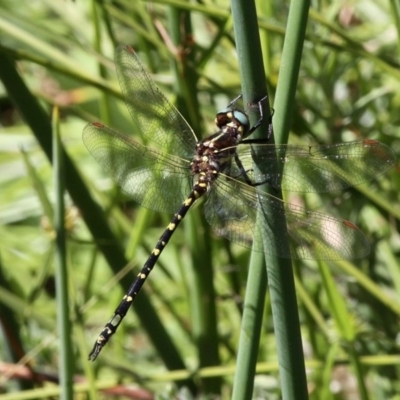 Synthemis eustalacta (Swamp Tigertail) at Banks, ACT - 23 Feb 2019 by HarveyPerkins