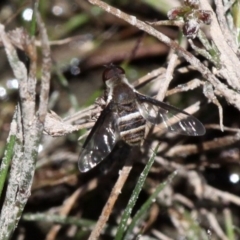 Villa sp. (genus) (Unidentified Villa bee fly) at Rob Roy Range - 23 Feb 2019 by HarveyPerkins