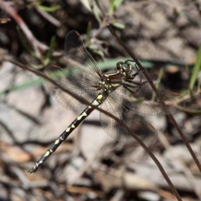 Synthemis eustalacta (Swamp Tigertail) at Rob Roy Range - 23 Feb 2019 by HarveyPerkins