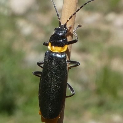 Chauliognathus lugubris (Plague Soldier Beetle) at Rob Roy Range - 23 Feb 2019 by HarveyPerkins