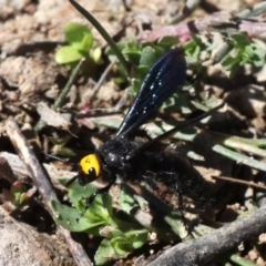 Scolia (Discolia) verticalis (Yellow-headed hairy flower wasp) at Rob Roy Range - 23 Feb 2019 by HarveyPerkins