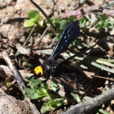 Scolia (Discolia) verticalis (Yellow-headed hairy flower wasp) at Rob Roy Range - 23 Feb 2019 by HarveyPerkins