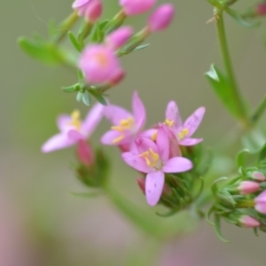 Centaurium erythraea at Wamboin, NSW - 13 Dec 2018 02:26 PM