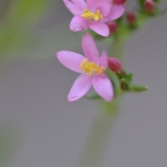 Centaurium erythraea at Wamboin, NSW - 13 Dec 2018 02:26 PM