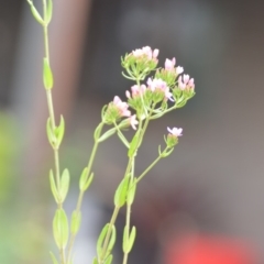 Centaurium erythraea at Wamboin, NSW - 13 Dec 2018 02:26 PM