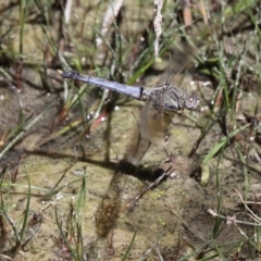 Orthetrum caledonicum (Blue Skimmer) at Banks, ACT - 23 Feb 2019 by HarveyPerkins