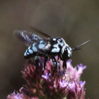Thyreus caeruleopunctatus (Chequered cuckoo bee) at Rob Roy Range - 23 Feb 2019 by HarveyPerkins