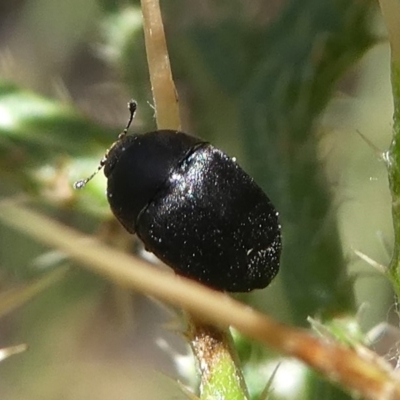 Aethina sp. (genus) (Sap beetle) at Rob Roy Range - 23 Feb 2019 by HarveyPerkins