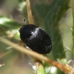 Aethina sp. (genus) (Sap beetle) at Banks, ACT - 23 Feb 2019 by HarveyPerkins