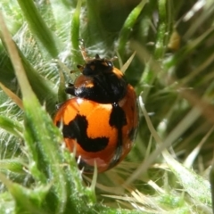 Coccinella transversalis (Transverse Ladybird) at Banks, ACT - 23 Feb 2019 by HarveyPerkins