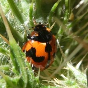 Coccinella transversalis at Banks, ACT - 23 Feb 2019