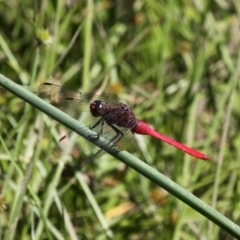 Orthetrum villosovittatum (Fiery Skimmer) at Rob Roy Range - 23 Feb 2019 by HarveyPerkins