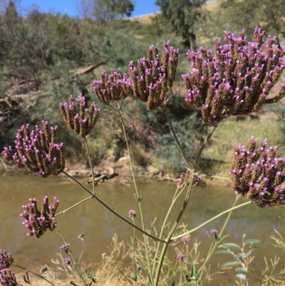 Verbena incompta (Purpletop) at Uriarra Recreation Reserve - 20 Feb 2019 by JaneR