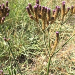 Verbena incompta at Stromlo, ACT - 20 Feb 2019