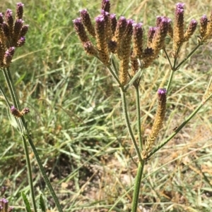 Verbena incompta at Stromlo, ACT - 20 Feb 2019 04:26 PM