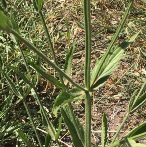 Verbena incompta at Stromlo, ACT - 20 Feb 2019