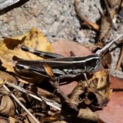 Macrotona australis (Common Macrotona Grasshopper) at Rob Roy Range - 23 Feb 2019 by HarveyPerkins