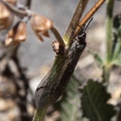 Myrmeleontidae (family) (Unidentified Antlion Lacewing) at Banks, ACT - 23 Feb 2019 by HarveyPerkins